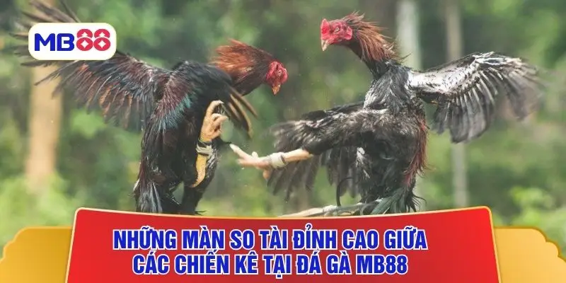Những màn so tài đỉnh cao giữa các chiến kê tại đá gà MB88